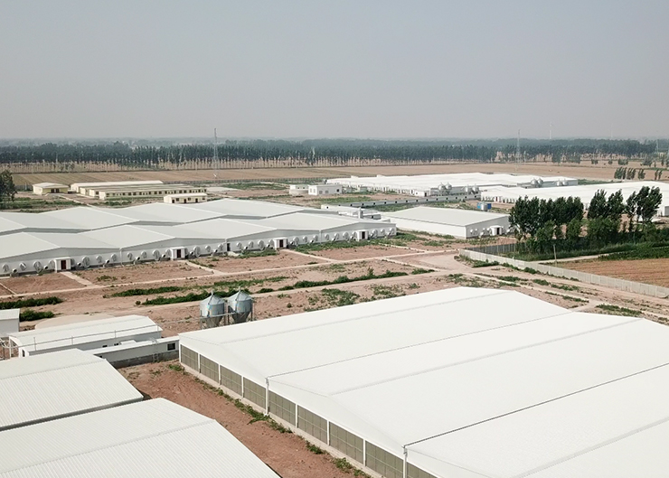 Shandong wens mamiao pig farm 