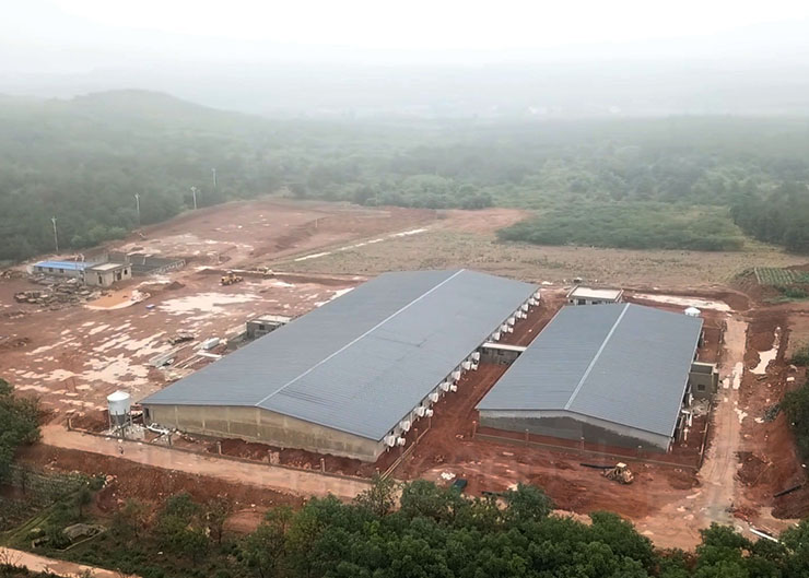 Guangdong jieyang wens jingou pig farm project